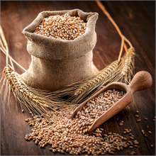 Blé Bladette Bio à germer